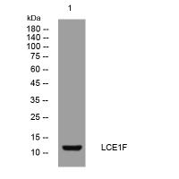 LCE1F rabbit pAb