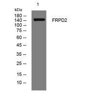 FRPD2 rabbit pAb