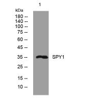 SPY1 rabbit pAb