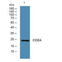 CIDEA Polyclonal Antibody