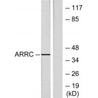 Arrestin-C Polyclonal Antibody