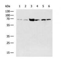 HNF1A Antibody