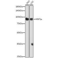 HNF1A antibody