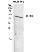 CD158e Polyclonal Antibody