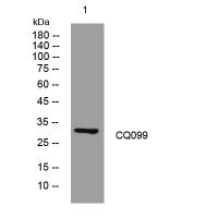 CQ099 rabbit pAb