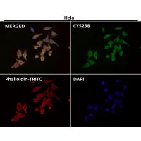 CD86 Rabbit mAb 