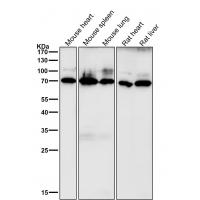 CD86 Rabbit mAb 