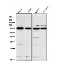 CD86 Rabbit mAb 