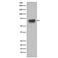 CD86 Rabbit mAb 