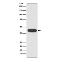 CD32 Rabbit mAb