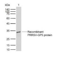 PRRSV-GP5 Rabbit pAb