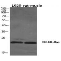 NRAS/HRAS/KRAS Antibody