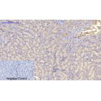 MIF Polyclonal Antibody