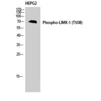 LIMK1(Phospho-Thr508) Antibody