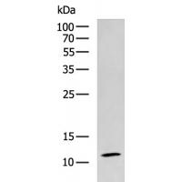 RPL35A Antibody