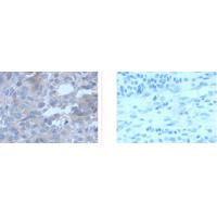 RPL35A Antibody