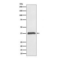 BMP2 Rabbit mAb