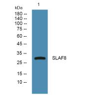 SLAF8 Polyclonal Antibody