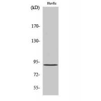 AKAP 149 Polyclonal Antibody