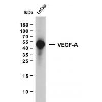 VEGFA Mouse mAb