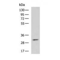 BIRC7 Antibody