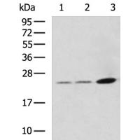 KLK15 Antibody