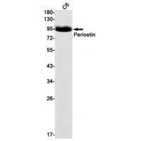 POSTN antibody