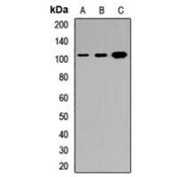 DMP1 antibody