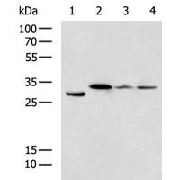 CD63 Antibody