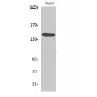 MET Antibody