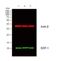 CXCL12 Polyclonal Antibody