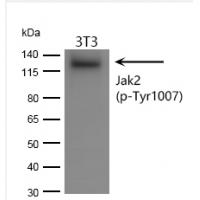 Jak2 (phospho-Tyr1008)  rabbit pAb