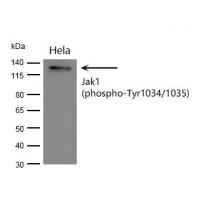 Jak1(phospho-Tyr1034/1035)  rabbit pAb