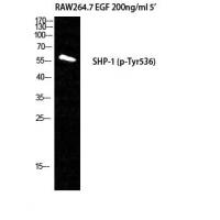 SHP-1(Phospho-Tyr536) Antibody