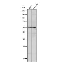 ATG12 Rabbit mAb