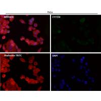 ATG12 Rabbit mAb