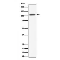 HIF-1-alpha Antibody