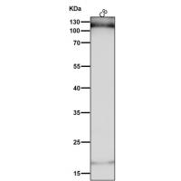 HIF-1-alpha Antibody