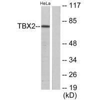 TBX2 Polyclonal Antibody