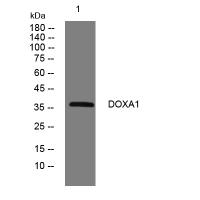 DOXA1 rabbit pAb