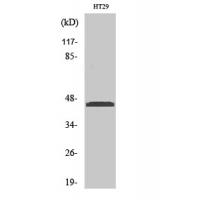 Ribosomal Protein L3 Polyclonal Antibody