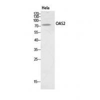 OAS2 Antibody