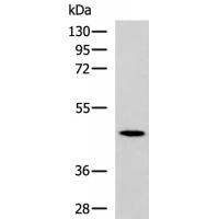 CKMT1A/CKMT1B Antibody