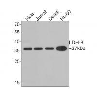 LDH-B Antibody