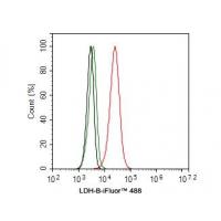 LDH-B Antibody