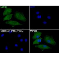 LDH-B Antibody