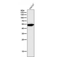 CCR2 Rabbit mAb