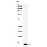 ATP Synthase C Rabbit mAb