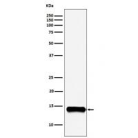 Secretory Phospholipase A2 Rabbit mAb