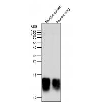 Secretory Phospholipase A2 Rabbit mAb